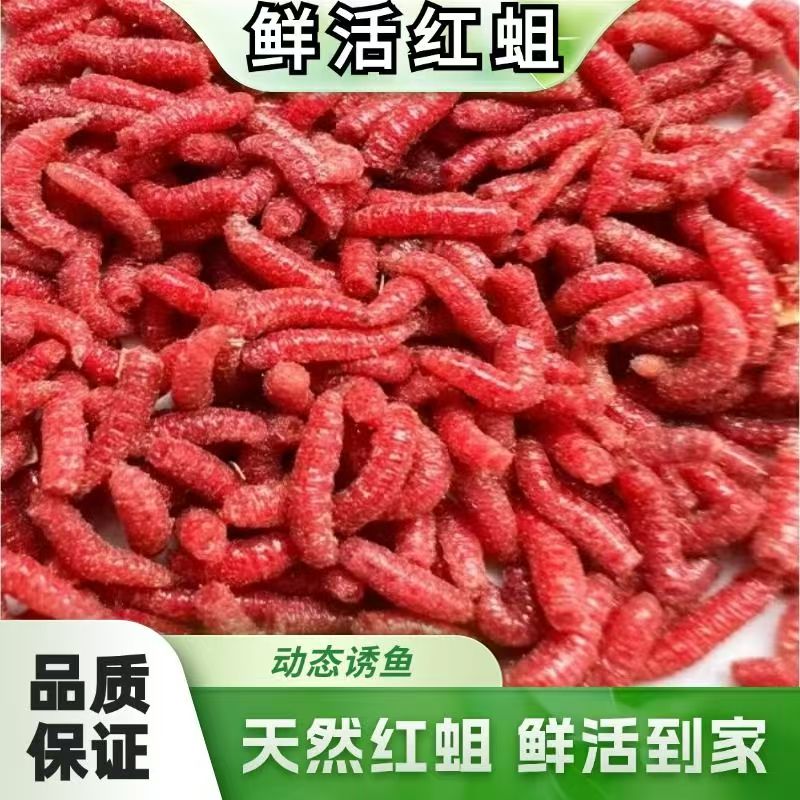 【钓友推荐】鲜活红蛆虫活饵料野钓溪流爆护鲫鱼四季可用钓鱼饵窝料