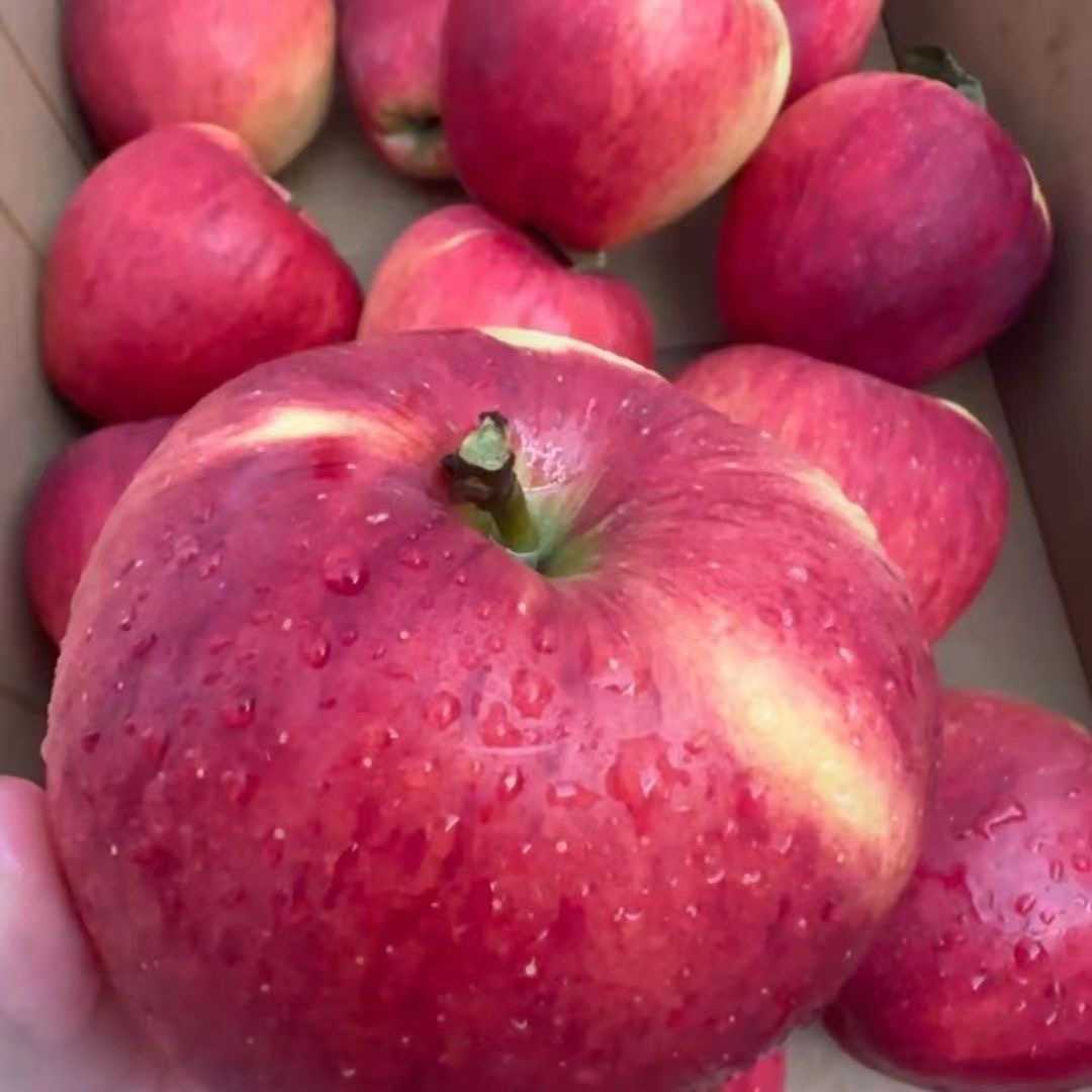 （佳佳）丑苹果苹果脆甜多汁冰糖心