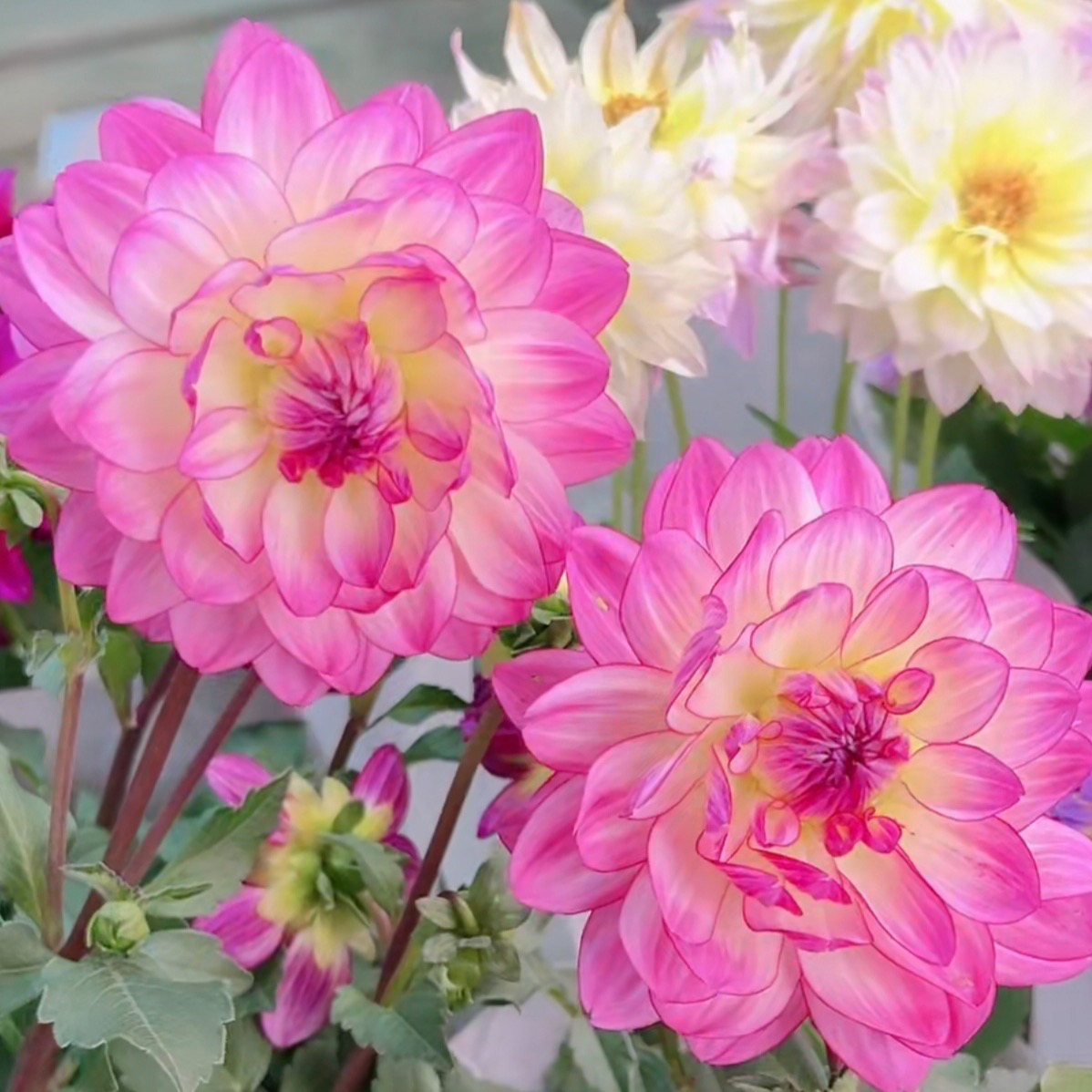 【大丽花盆栽】易成活 多色可选 多年生草本花卉好物