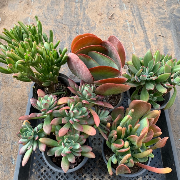 火狐狸粉色筒叶唐印大颗红色系列多肉植物组合套餐室内阳台好养