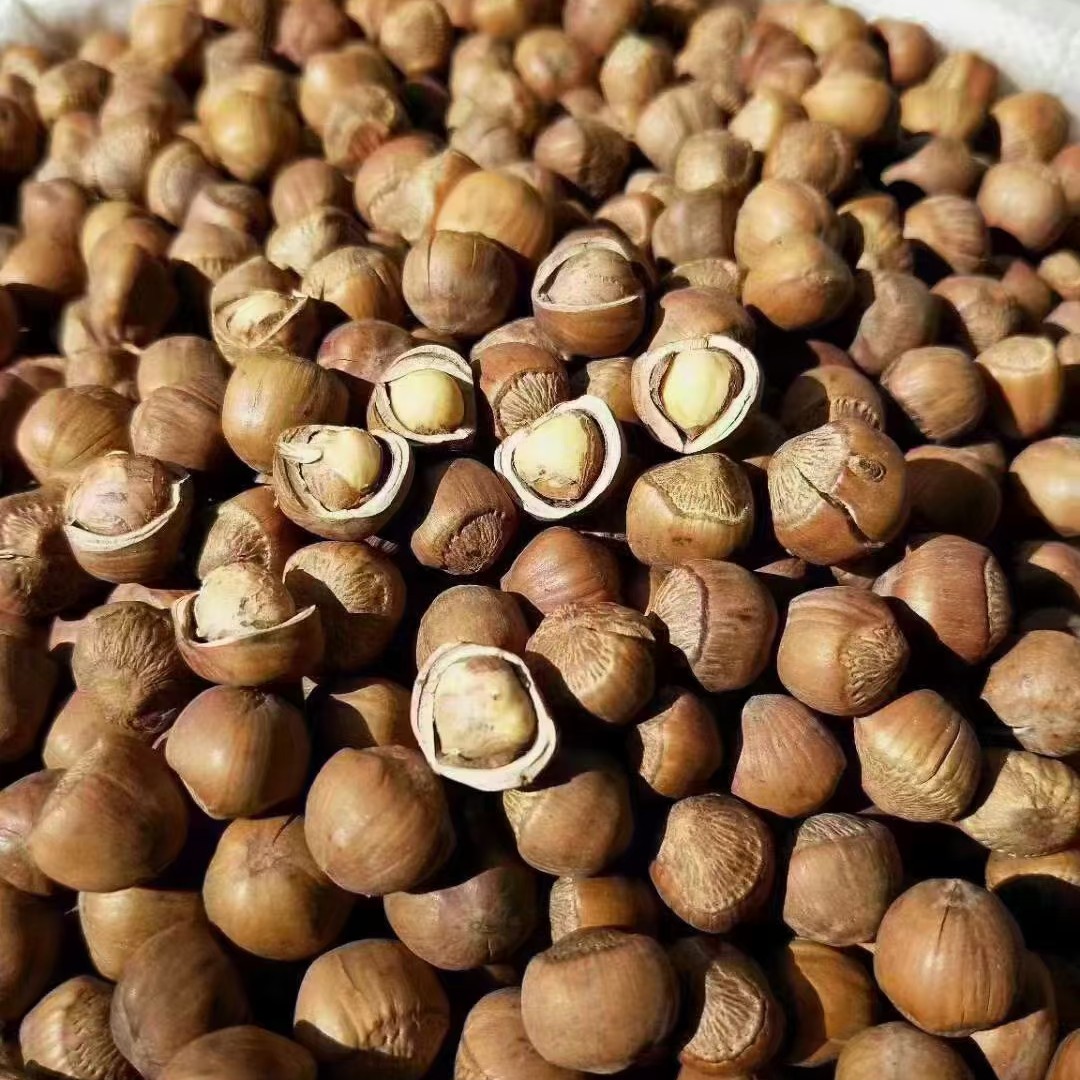 东北特产黑龙江大兴安岭野生榛子二斤包邮原味笨炒