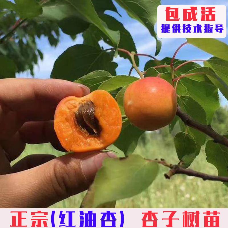 新疆红油杏树苗嫁接甜杏仁油杏果树苗南方北方庭院盆地栽当年结果