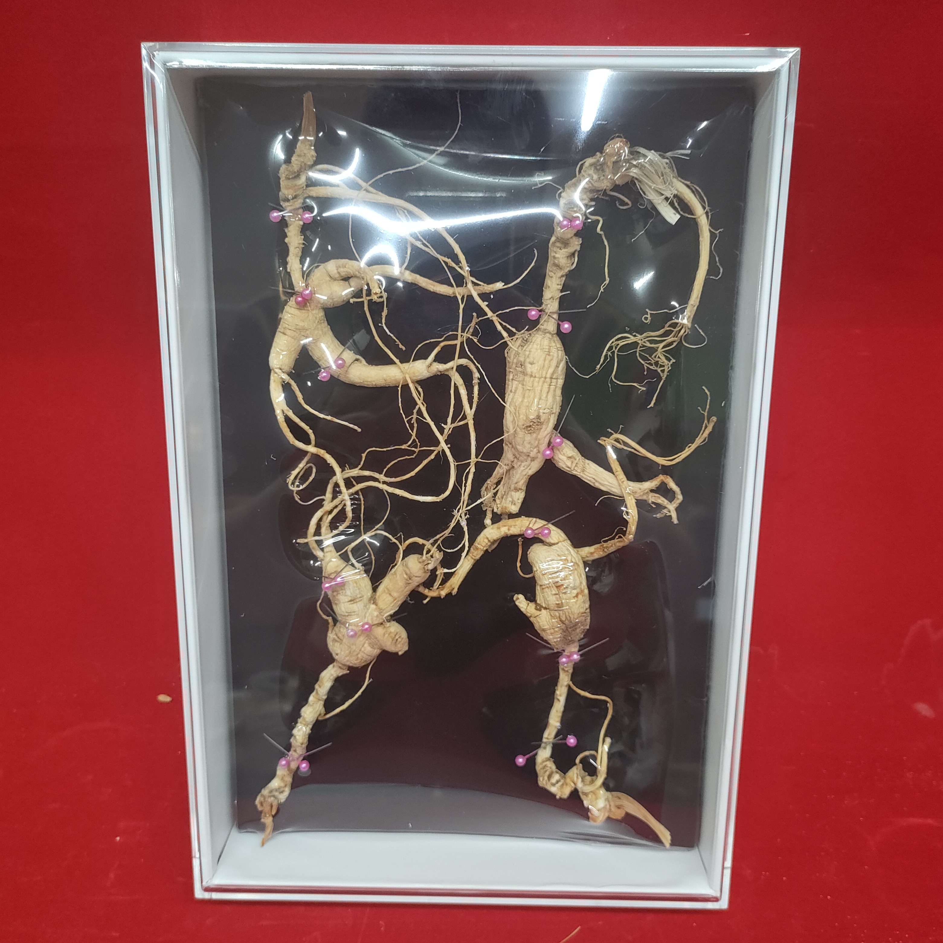 长白山高年头林下山参籽参干参可泡酒煲汤养生适合送礼