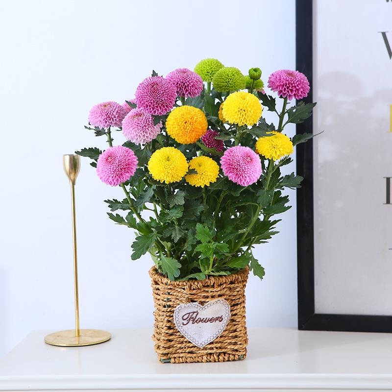菊花盆栽乒乓菊花苗室内外阳台花卉植物四季开花球菊千头菊糖果菊