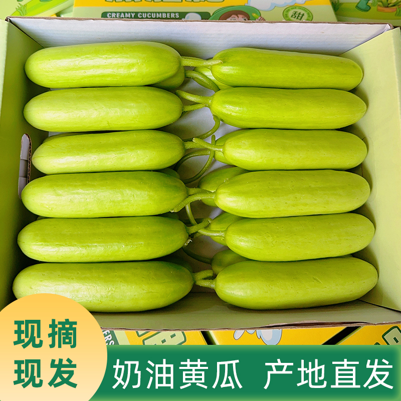 山东奶油黄瓜清爽脆口新鲜现摘现发