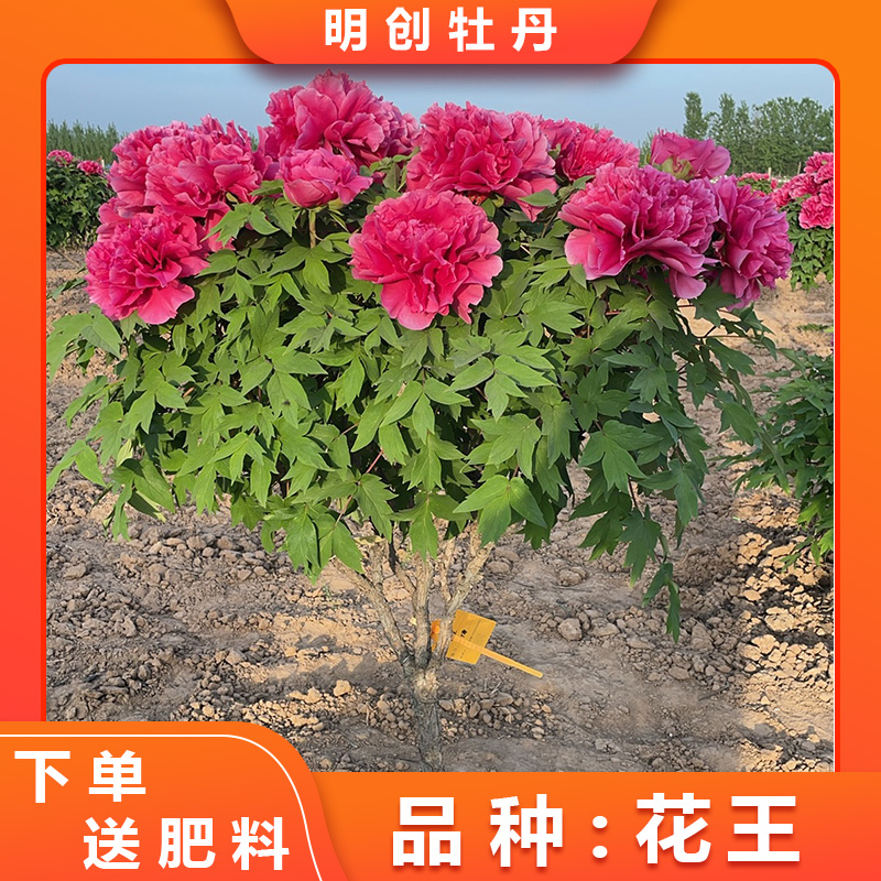 【花王独杆】重瓣大花红牡丹带土球发货