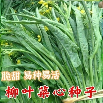 【柳叶菜心种子】柳叶卷心菜春秋冬播种菜苔种子