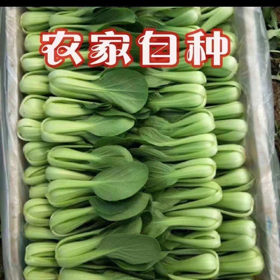 安徽小青菜自家种植新鲜上海青青菜现摘现发蔬菜香菇菜绿叶菜包邮