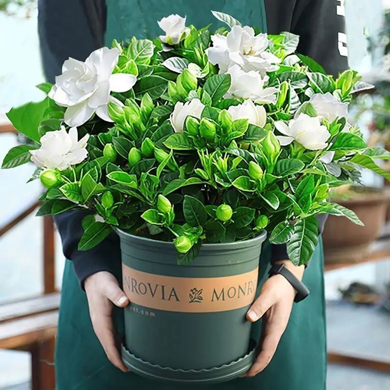【大小盆栀子花带花苞发货】栀子花盆栽室内绿植四季开花水培除甲醛