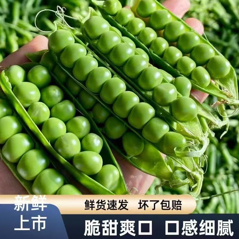 云南高山露天自种新鲜带壳水果甜豌豆现摘现发绿壳青豌豆煲汤焖饭