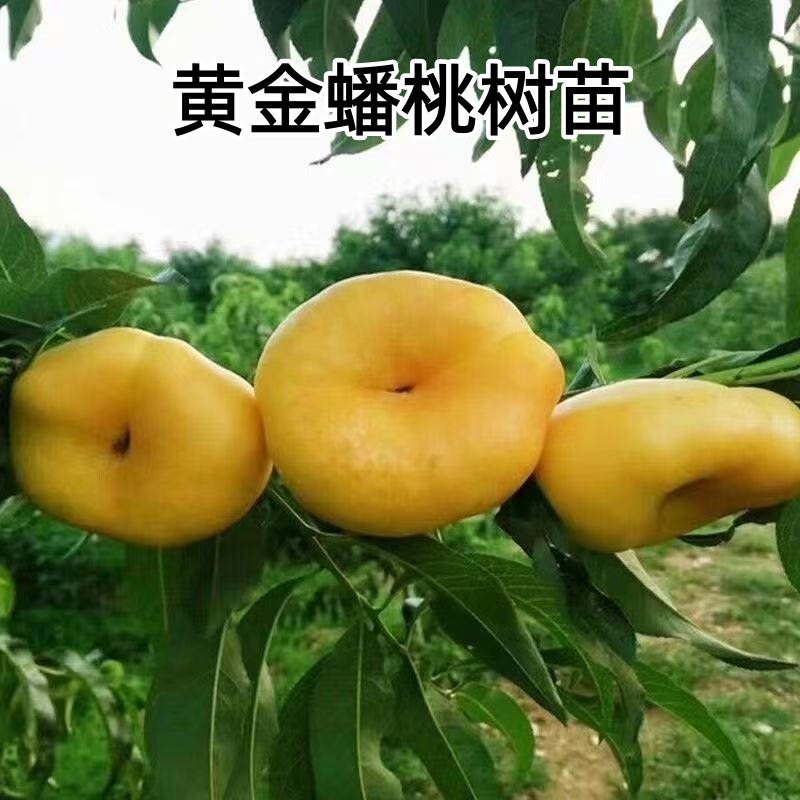 桃树苗嫁接黄金蟠桃果树苗地栽盆栽耐寒南北方庭院四季种植桃树苗