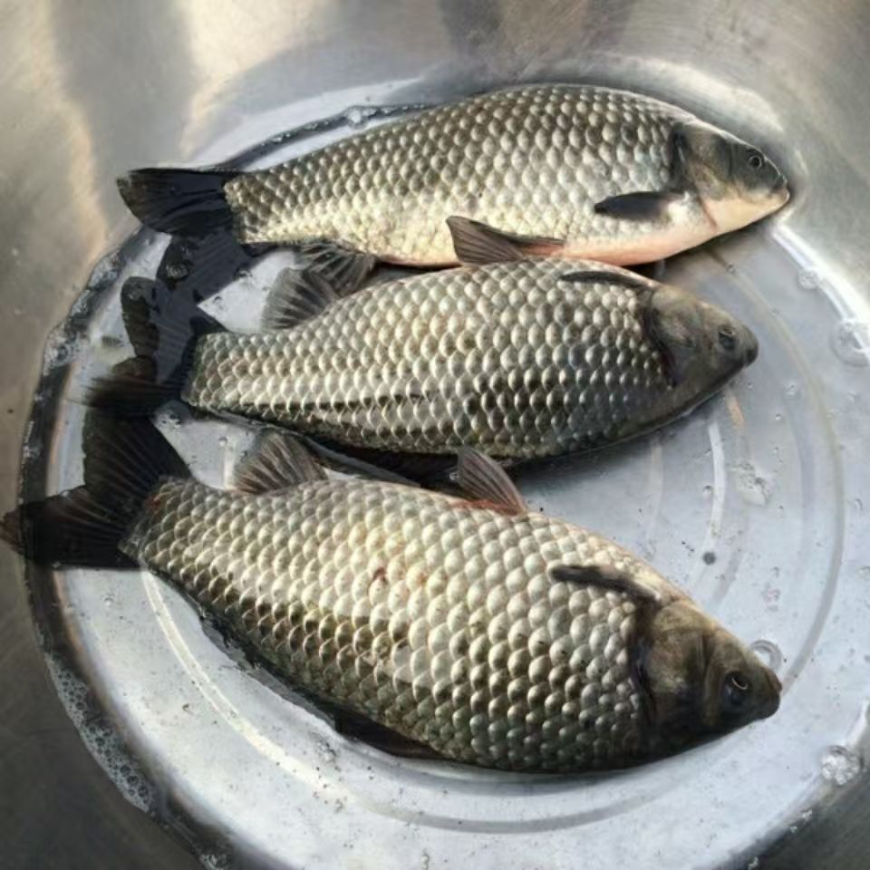 彭泽鲫鱼 淡水鱼食用