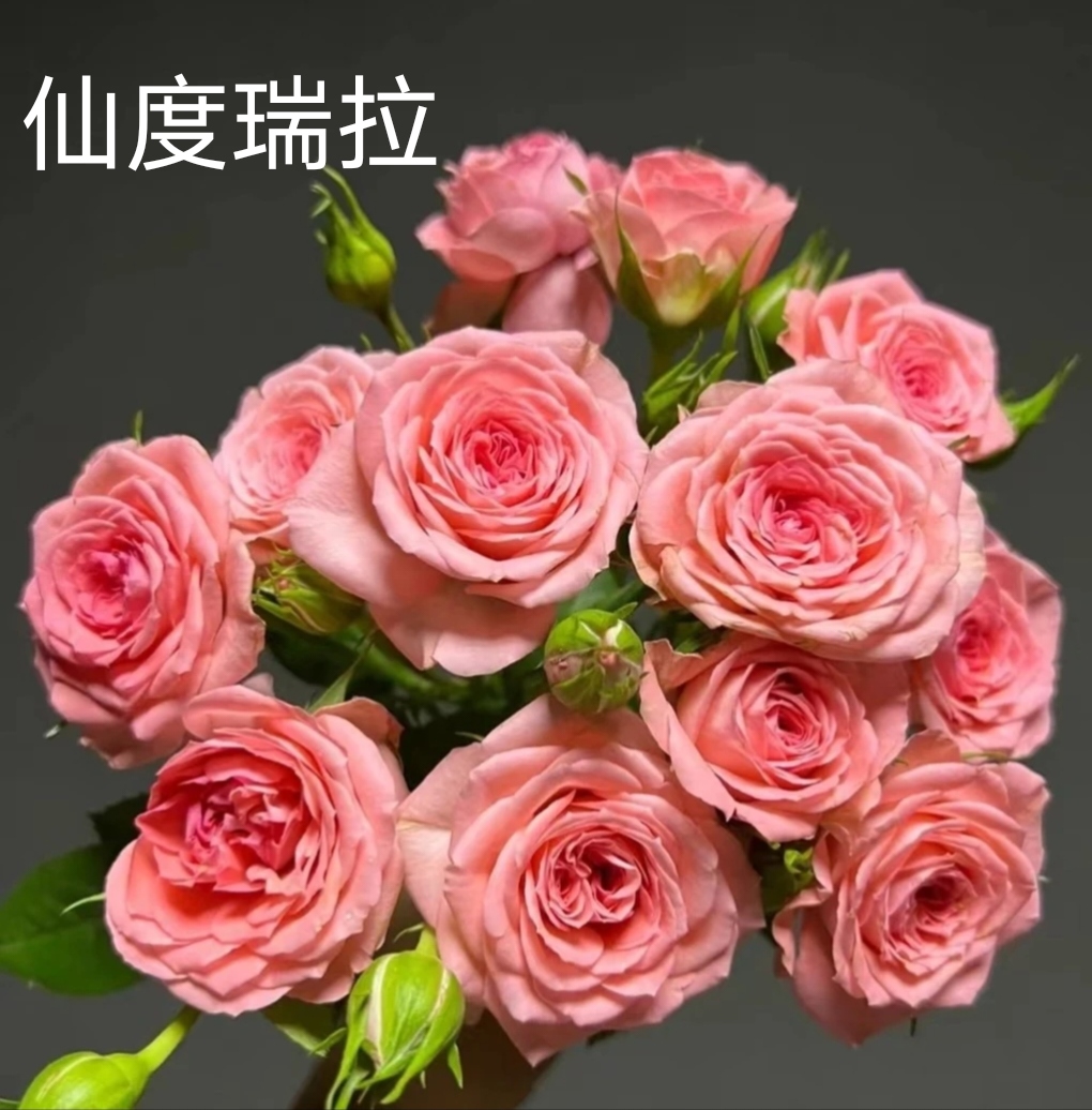 【仙度瑞拉】粉色月季 一盆多颗 四季开花  阳台庭院 原盆原土发货