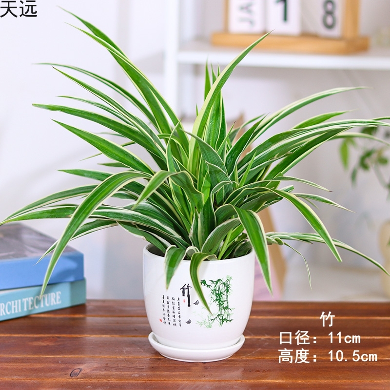 金边吊兰盆栽花卉植物室内花净化空气绿植水培垂吊客厅甲醛好养