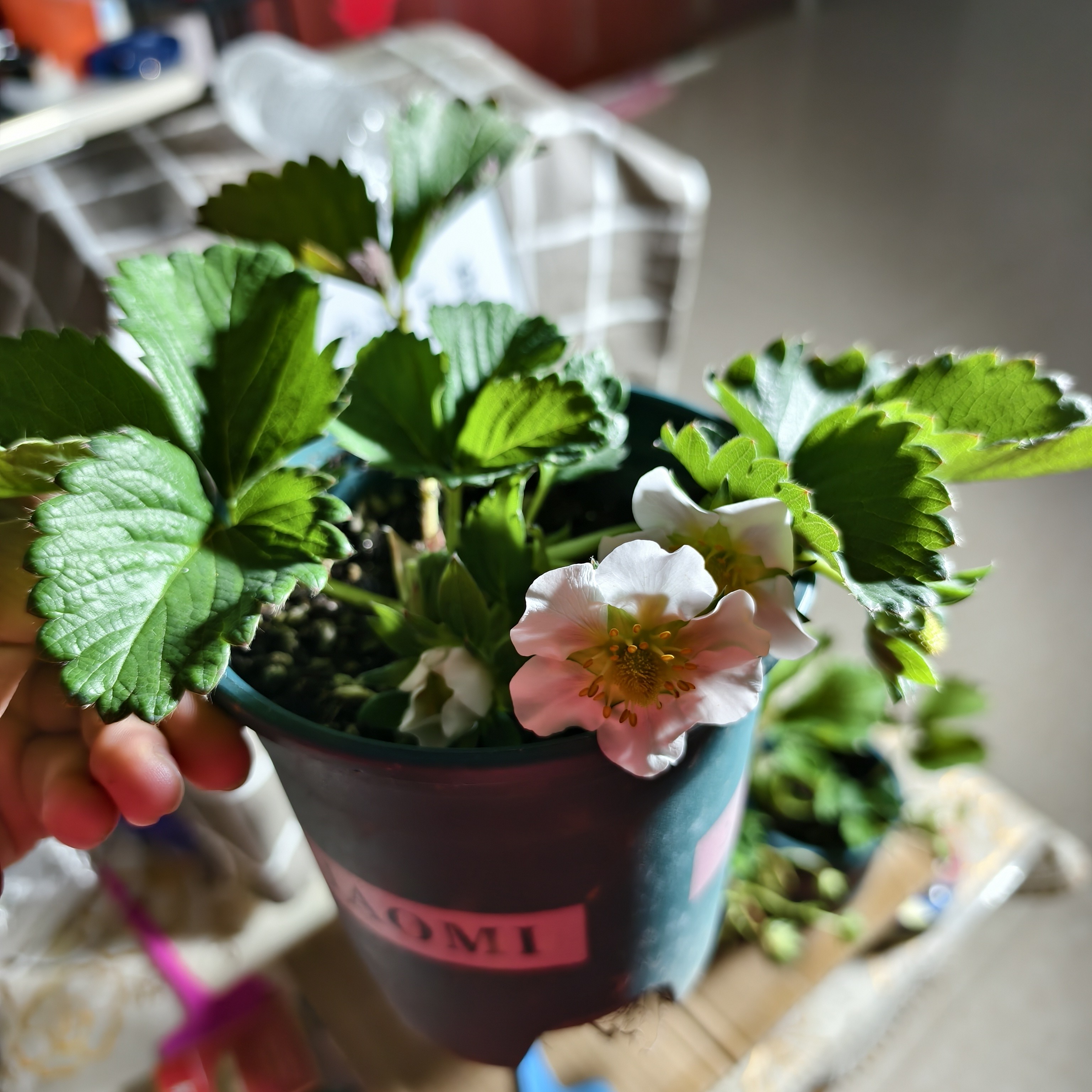 红颜，隋珠，粉玉，原盆原土带花苞2盆