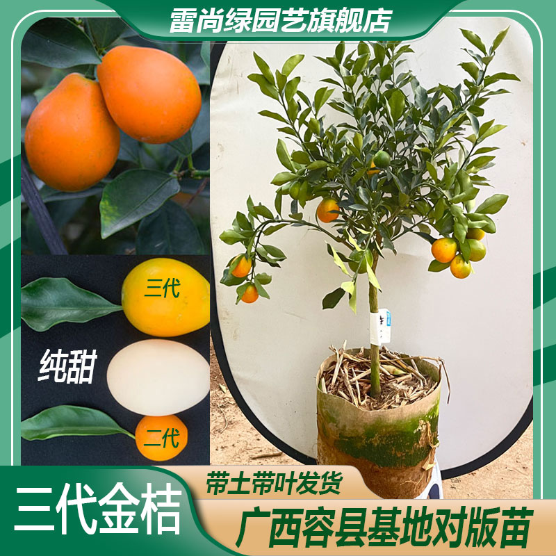 广西第三代脆蜜金桔树苗四代大叶滑皮金桔二代脆皮金桔苗大树盆栽