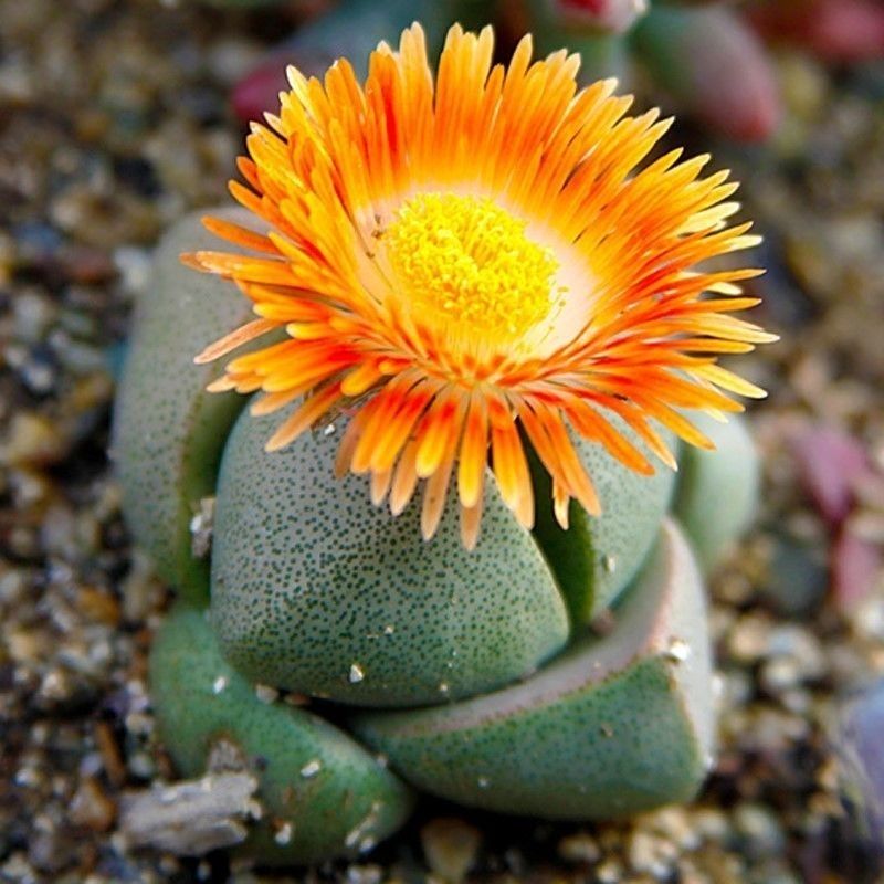 红帝玉 紫帝玉 番杏科阳台桌面美观趣味多肉植物稀有奇趣带盆栽好