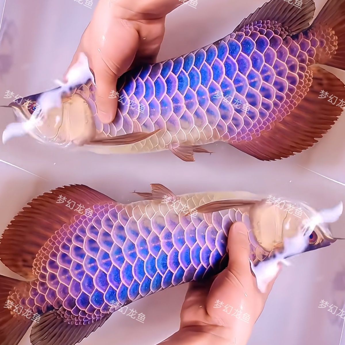 品质金龙鱼一对一对版发货过背金龙辣椒红龙银龙混发造景捡漏龙鱼