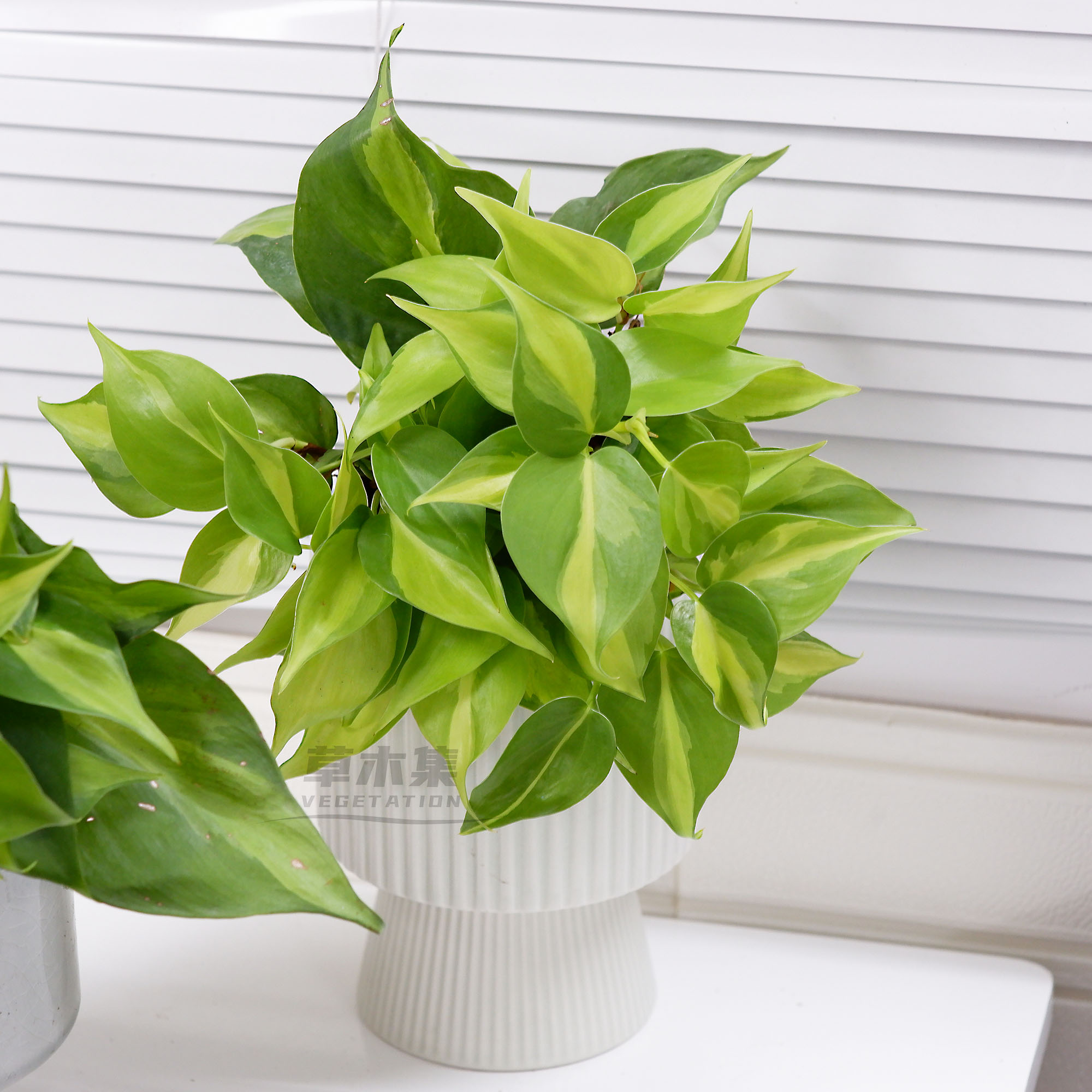 《草木集｜金心杏叶藤》将斑驳的岁月，淬炼出流动的金箔。