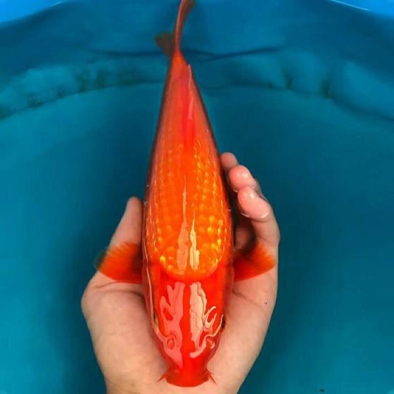 精品火鲤纯种日本锦鲤观赏鱼活体鱼冷水淡水黄金白金黑金