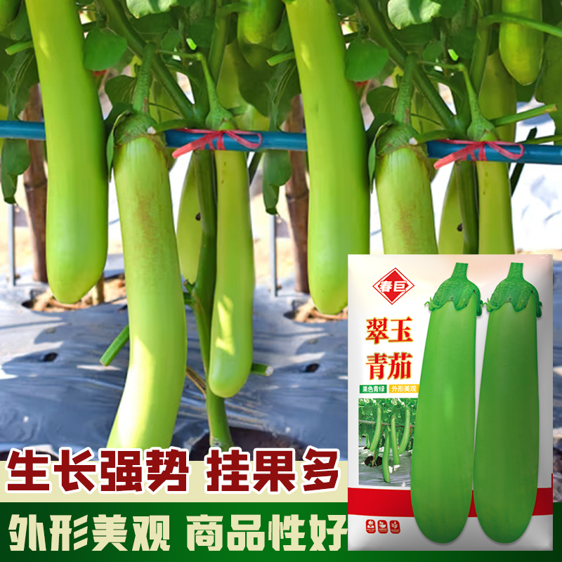 春季正宗绿长茄种子翠玉肉厚软糯青皮茄子高产耐寒春秋季蔬菜种子