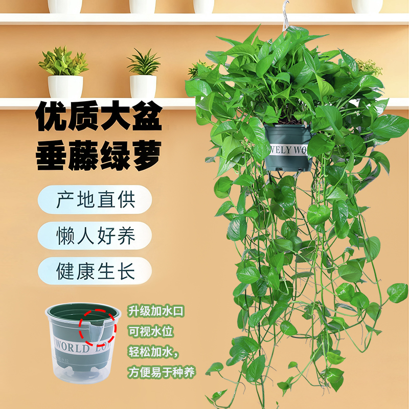 长藤大叶绿萝室内垂吊绿植四季常青好养吸甲醛花卉绿植盆栽室内