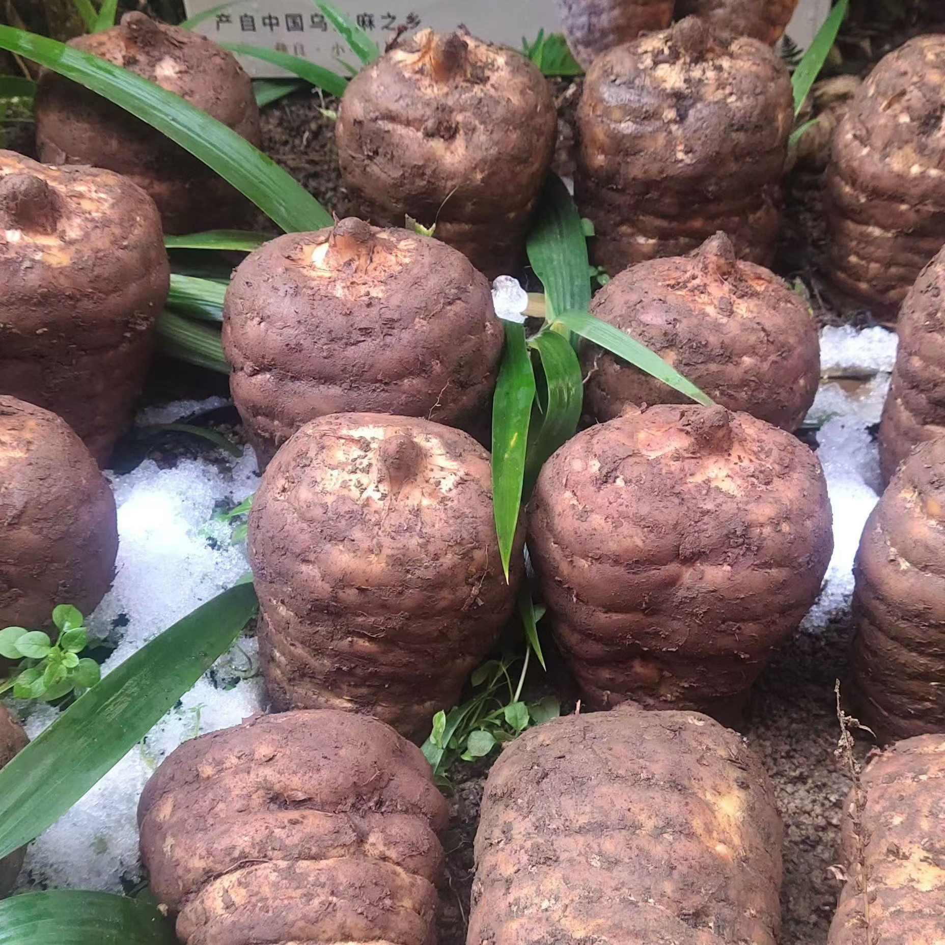 云南小草坝林下仿野生乌天麻高山乌天麻老品种高山三年林下天麻