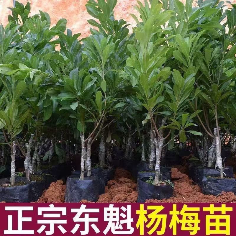 正宗嫁接东魁黑炭水晶白杨梅台梅一物一拍