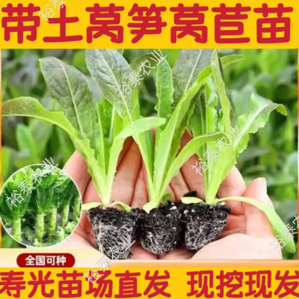 寿光青皮莴笋苗红皮莴笋莴苣苗正宗绿叶莴笋苗秋冬季各种秧苗耐寒