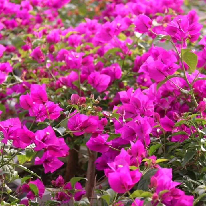 三角梅一物一拍，介意运输途中落花落叶光杆轻微折枝勿拍（21.8）