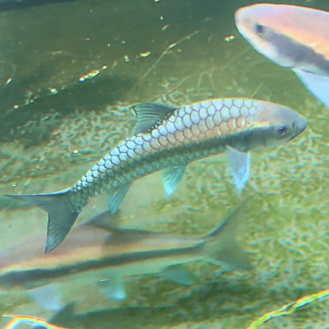 【2条2-4cm清迈高山BT史】泰国野生大头野史变态蓝吉罗鱼观赏鱼