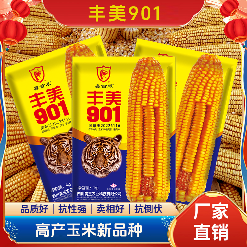 丰美901 矮杆大棒 双胞品种 “双枪老太婆”