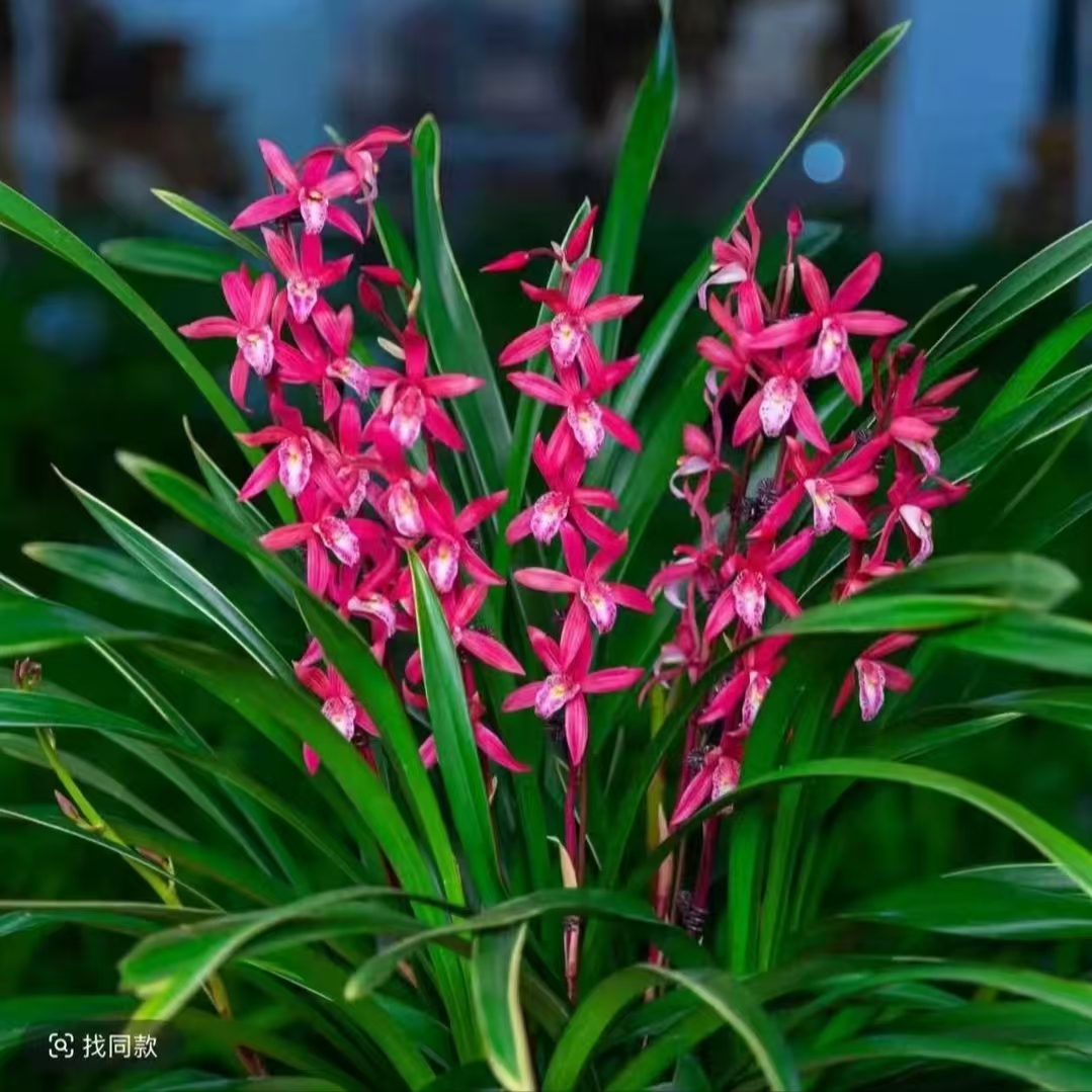 墨兰盆栽室内阳台办公室绿植四季常青好养护