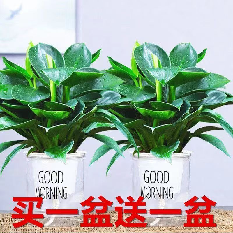 金钻大苗绿植盆栽去甲醛净化空气室内盆栽水培四季常青绿植摆件