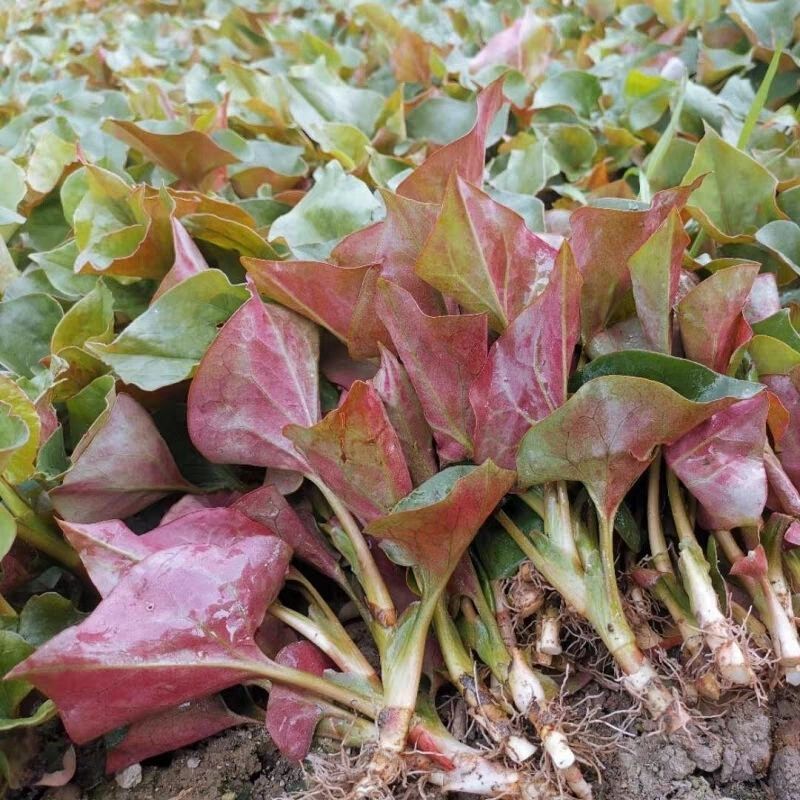 鱼腥草种子折耳根种籽根种苗新鲜盆栽四季贵州云南四川野菜种