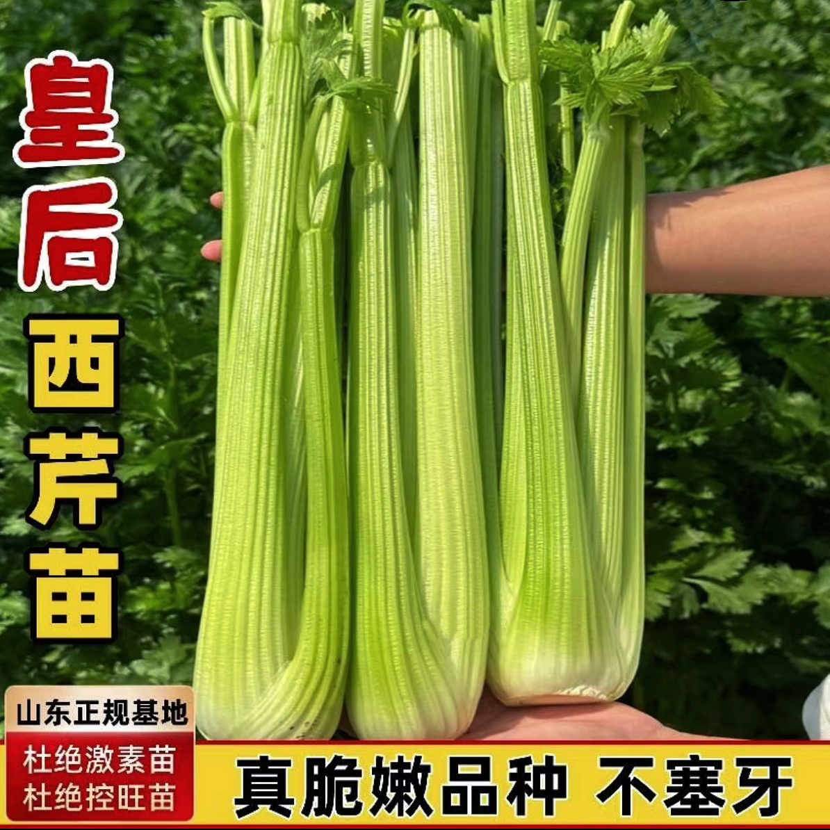 寿光苗场直发芹菜苗大全