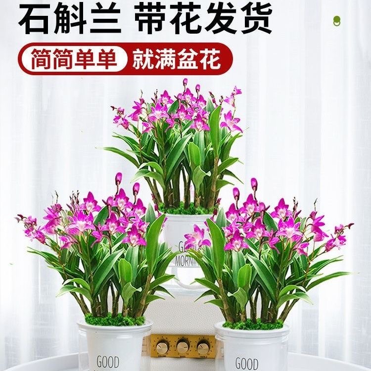 【带花带盆】红宝石澳洲香水石斛兰水培浓香室内桌面绿植盆栽花卉