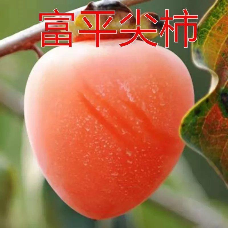 富平尖柿子树苗嫁接可做柿饼盆栽地栽南北方种植当年结果果树苗