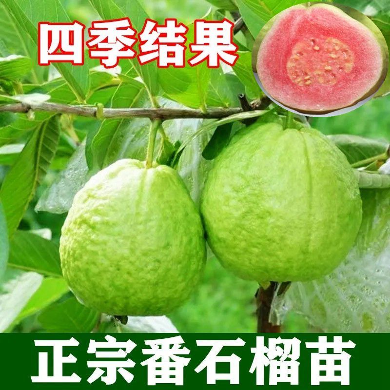 白心翻石榴树苗四季珍珠芭乐嫁接苗红肉白心红宝石番石榴盆栽地栽