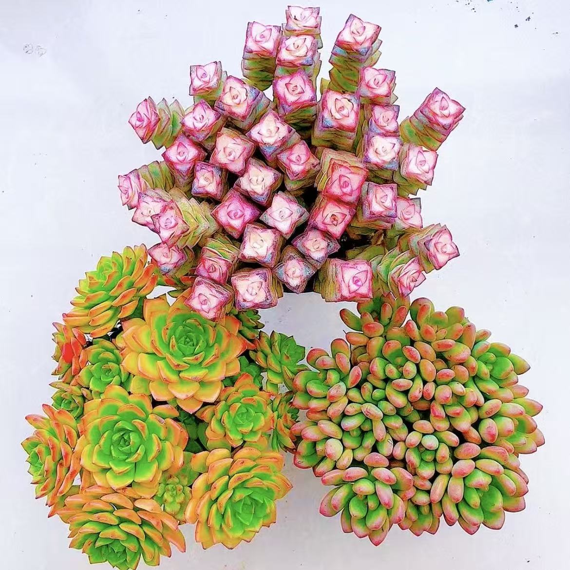 彩虹钱多多+火焰蒂亚+汤姆猫三种多肉植物组合好看好养带盆土发