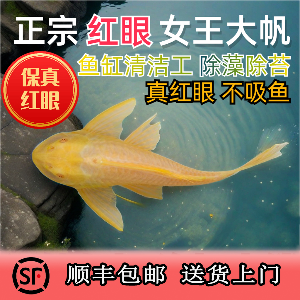 正宗红眼女王大帆鱼清道夫清洁鱼清藻鱼白云鱼缸好养的观赏鱼