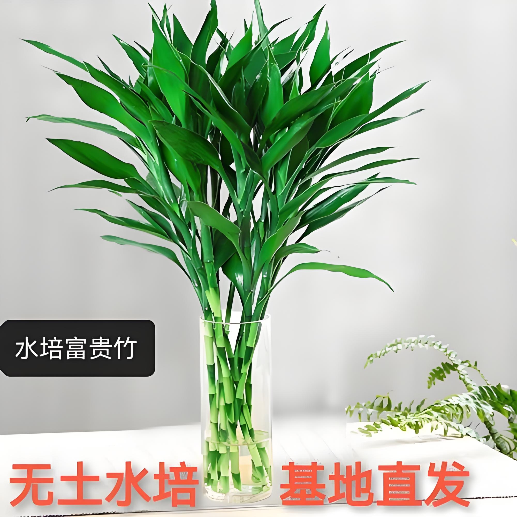 基地精选70 - 110厘米富贵竹水培植物室内客厅绿植花卉（送营养液）
