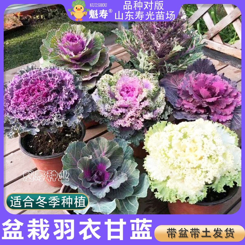 盆栽羽衣甘蓝苗叶牡丹冬季耐寒观赏种子盆栽庭院绿植园林城市秧苗