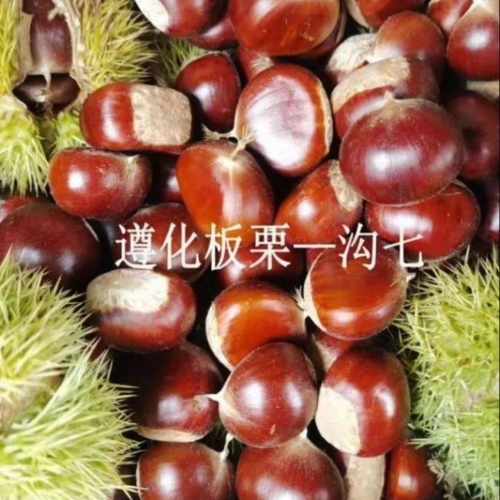 遵化市勾七鲜板栗生板栗大板栗正宗精选超大弹射果新鲜美味航母