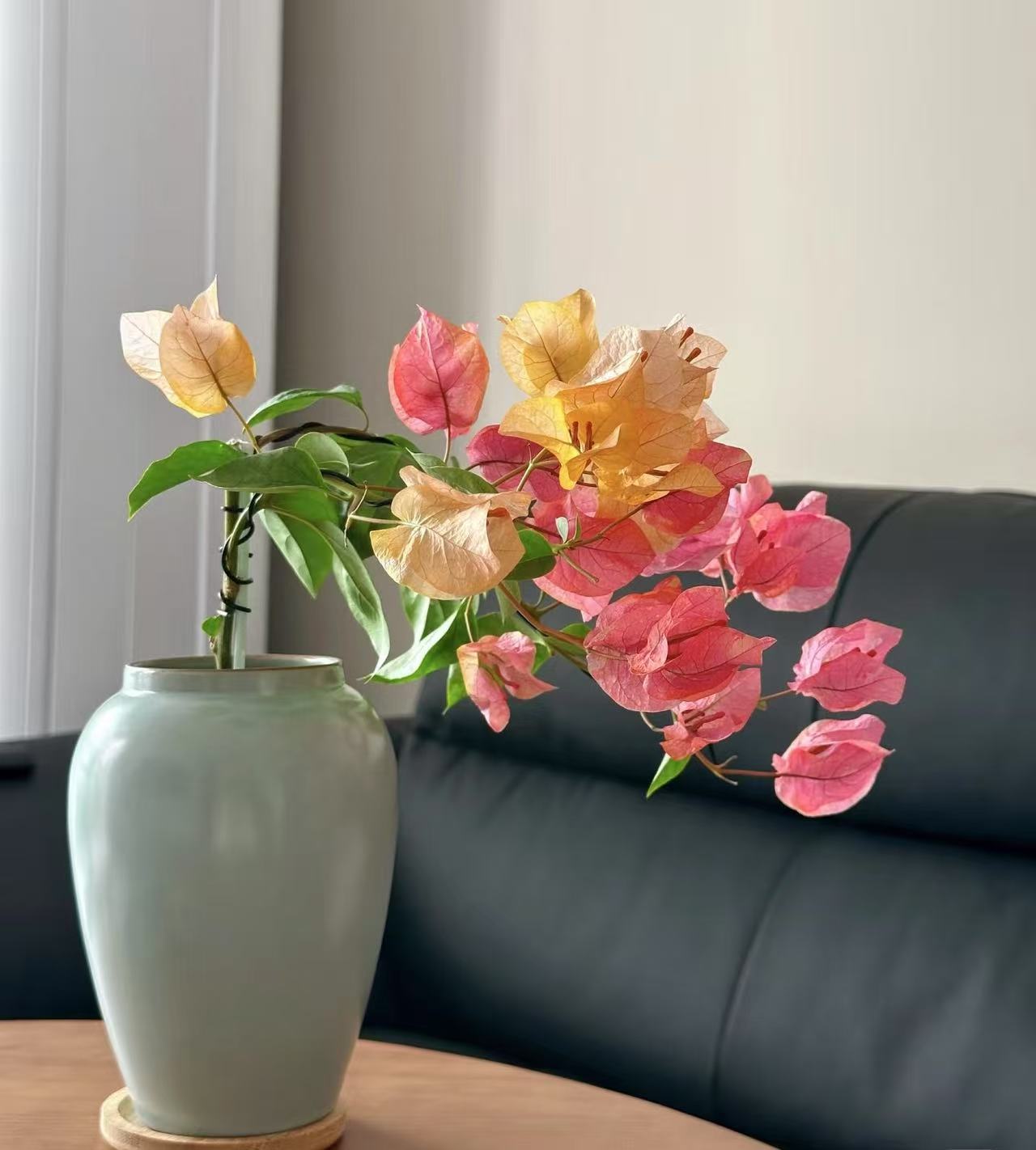 多品种三角梅大棵四季绿化植物开花盆栽基地庭院漳红樱三角梅绿植