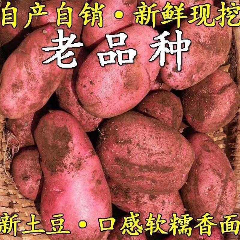 【现挖现发】红皮黄心土豆新鲜美味粉糯干面马铃薯洋芋农家自种9斤