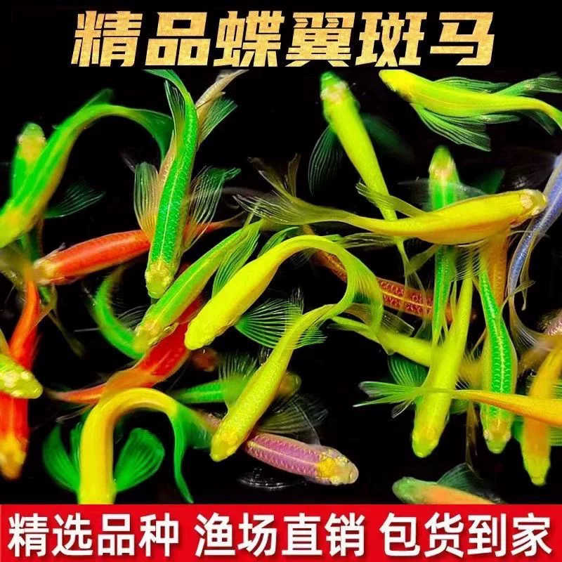 【渔场发货包邮】高端碟翼蝶翼长尾斑马鱼观赏鱼热带鱼活体鱼
