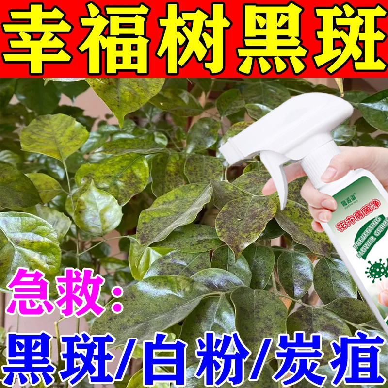 幸福树黑斑病专用肥料叶子上有黑色斑点叶斑病炭疽病白粉病营养液