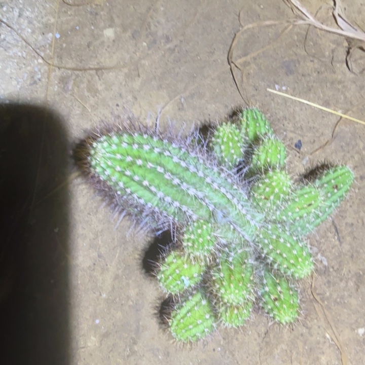 白檀仙人掌886侧芽群991