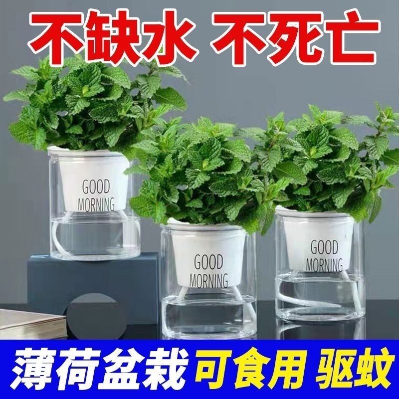 可食用柠檬薄荷盆栽泡茶四季常青好养易活薄荷叶苗阳台驱蚊绿植物
